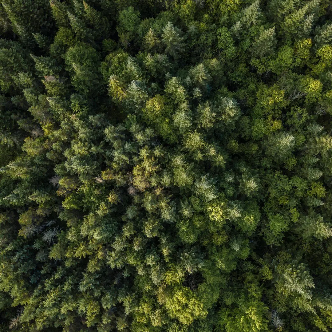 arial view of a wood